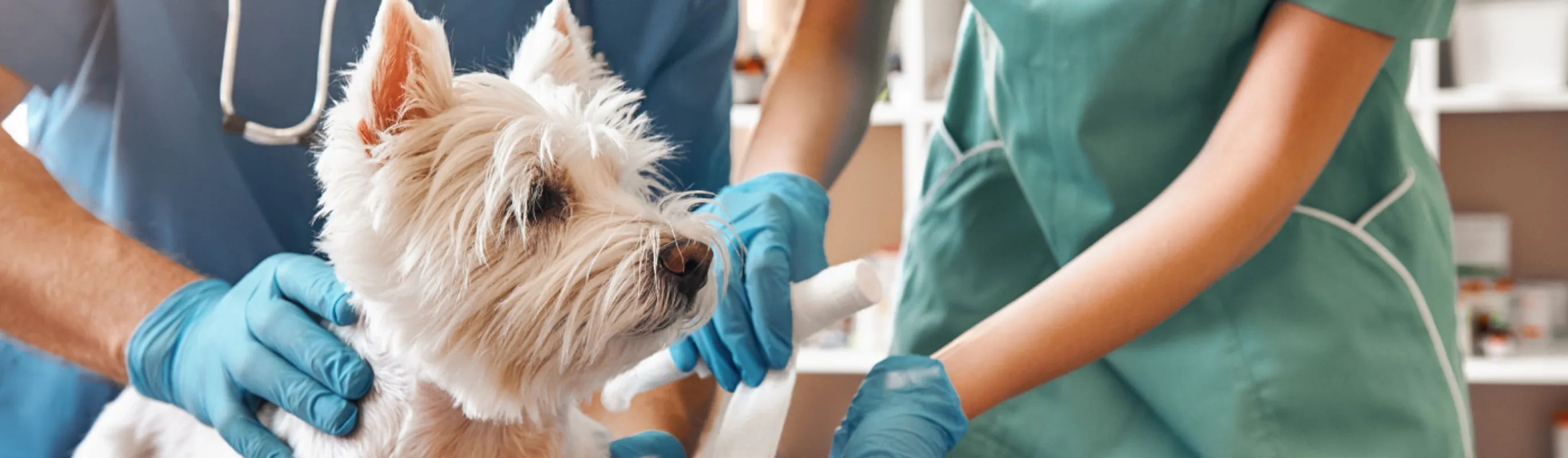 Veterinarians wrapping up the leg of a small, white dog